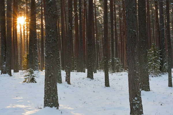 Sonnenaufgangslandschaft Kiefernwald Einem Klaren Frostigen Morgen — Stockfoto