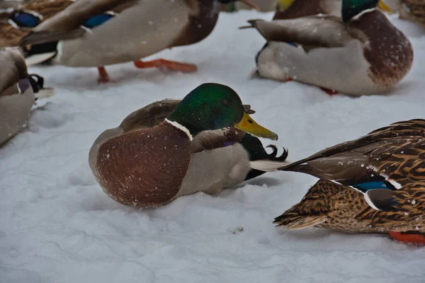 Großaufnahme Eines Erpels Der Ein Saftiges Grün Mit Einem Blau — Stockfoto