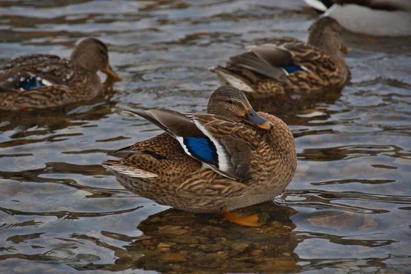 Die Stockente Die Nicht Den Süden Flog Blieb Stehen Und — Stockfoto