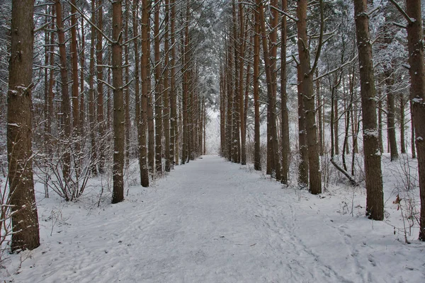 A pedestrian path in a snow-covered forested area among tall pines wrapped in snow on a cloudy winter day.