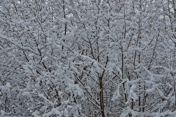 Paisaje Bosque Caducifolio Invierno Día Nublado Sin Viento Matorrales Arbustos — Foto de Stock