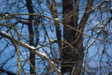 A forest landscape, among the branches of a tall tree against a blue sky on a sunny frosty day, the Great Tit sits proudly, raising its head and inflating its fluffy yellow chest.