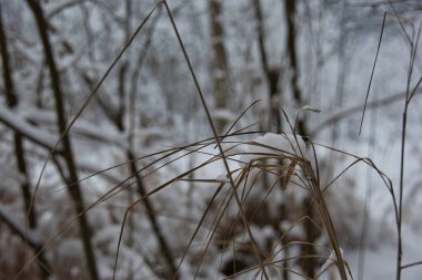 Manzara, karlı bir günde, karla kaplı ormanın gölgesinde, sarımsı, eski, vahşi çimlerin üzerine yakın çekim, bokeh arka plan, karla kaplı orman çalıları..