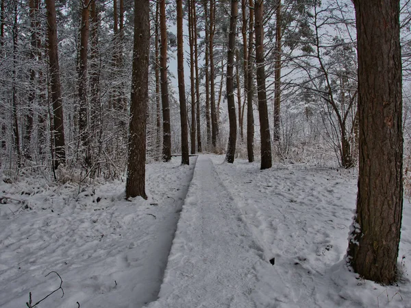 Winterlandschaft Hölzerner Fußweg Mit Schnee Bedeckt Einem Wintermischwald Zwischen Hohen — Stockfoto