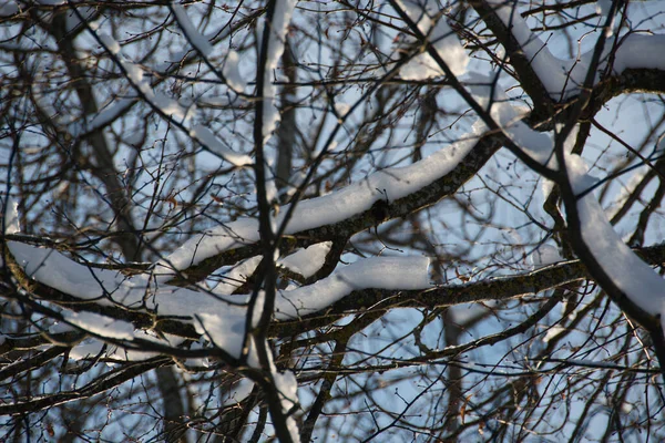 Patrón Tejido Las Ramas Corona Árbol Decorado Con Nieve Que — Foto de Stock