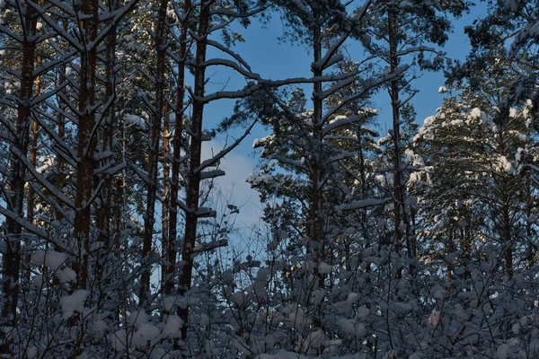 Пейзаж Соснового Леса Тени Которого Подлесок Завернут Снег Куски Ваты — стоковое фото