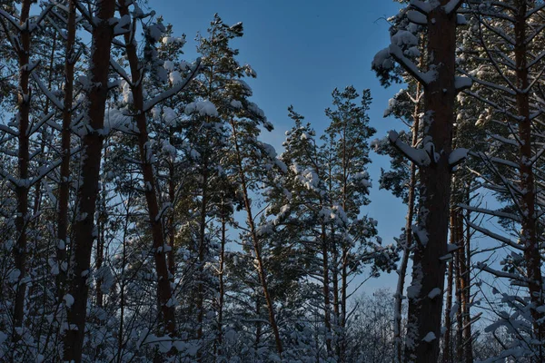 Winterlandschaft Eines Kiefernwaldes Schneebedecktes Laubgestrüpp Schatten Der Kiefern Und Gegenlicht — Stockfoto