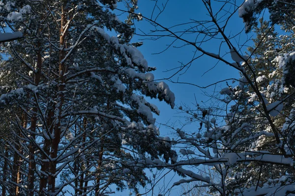 Eine Landschaft Aus Schneebedecktem Kiefernwald Vor Strahlend Blauem Himmel Und — Stockfoto