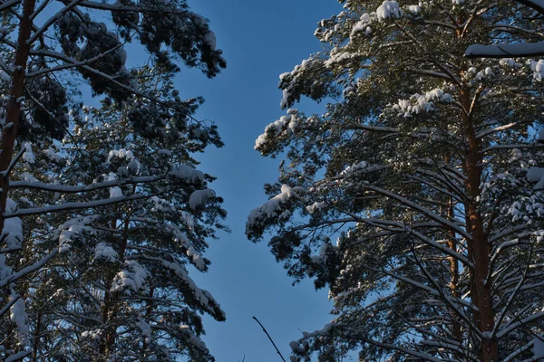 Ландшафт Зимнего Соснового Леса Заснеженные Ветви Сосновых Коронок Фоне Ясного — стоковое фото