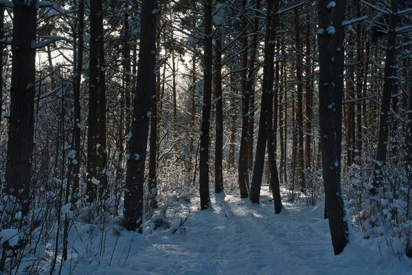 Schatten Unter Den Kronen Eines Winterlichen Kiefernwaldes Kaum Sonnenlicht Durchdringt lizenzfreie Stockfotos