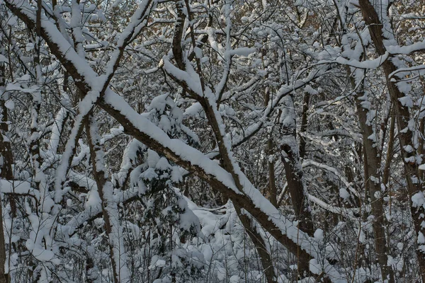 Patrón Natural Inimaginable Sombra Bosque Caducifolio Invierno Hecho Troncos Ramas — Foto de Stock