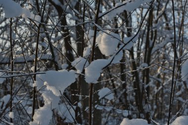 Yumuşak karlı topaklar yakın çekim, pamuk parçaları gibi, kar kaplı bir kış ormanında vahşi bir çalı dalları üzerinde yatıyor.