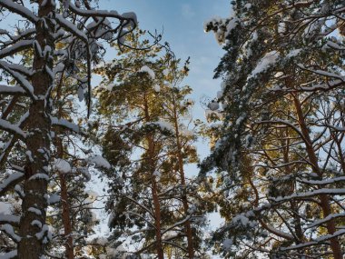 Düşen çamların gölgesinde, karlara sarılmış, alçak güneşin ışığında ve mavi gökyüzünün arka planında.