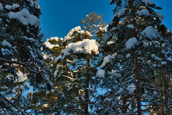Yüzyıllık çamların karla kaplı üst dalları güneşli bir kış gününde açık mavi gökyüzünün arka planında.