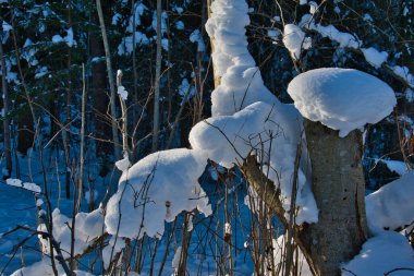 Karanlık kozalaklı bir ormanın arka planında, güneş ışığına maruz kalmış, karla kaplı bir kütüğe yakın plan..
