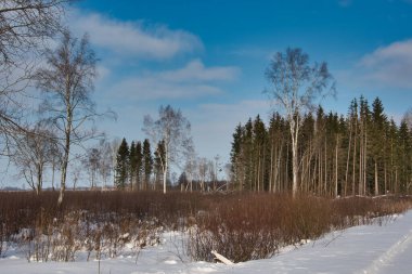 Güneşli bir günde küçük bulutlu mavi bir gökyüzüne karşı aşırı büyümüş bir çorak arazi ve yapayalnız huş ağaçlarıyla kaplı karla kaplı bir orman manzarası..