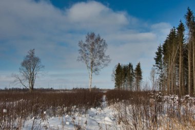 Üzerinde yalnız ağaçların durduğu karla kaplı bir orman arazisi. Hafif bulutlar ve güneş ışığı olan mavi bir gökyüzünün arka planına karşı..