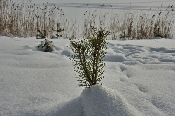Güneşli bir günde, bir orman gölünün kıyı şeridinde, genç bir çam ağacının üst dalları, derin pofuduk kardan, arka plandaki ışıktan sarkıyor..