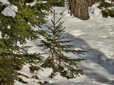 Soğuk bir kış gününde, karla kaplı kozalaklı bir ormanda küçük yeşil ince bir Noel ağacı..