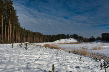 Orman bölgesinin kış manzarası, donmuş bir gölün karla kaplı bir kıyısı alçak kuzey güneşinin doğrudan ışığında bulutlu bir gökyüzünün altında yüksek çam ağaçları..