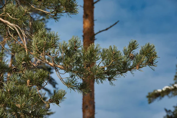 Güneşli bir günde, bulutlu, mavimsi bir gökyüzünün arka planında yeşil uzun, gür iğneli kozalaklı bir çam dalına yakın çekim..