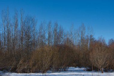 Baharın başlarında yaprak döken bir ormanın manzarası. Uzun huş ağaçları ve güneşli bir günde mavi gökyüzünün altında yumuşacık tomurcukları olan karla kaplı söğüt ağaçları..