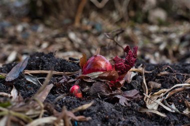 Kırmızı pembe bir tomurcuğun yakın çekimi, kara topraktan çıkan bir bahçe ravent filizi, bulutlu bir bahar gününde eski yaprakların arka planına karşı..