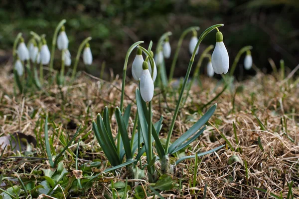 Zbliżenie Krzaka Śniegu Białymi Wiosennymi Kwiatami Zielonymi Wąskimi Liśćmi Trawniku — Zdjęcie stockowe