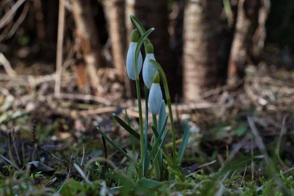 Ağaçların gölgesinde narin beyaz tomurcukları olan bir kar damlası çalısı yakın plan, ama ağaç gövdeleri ile güneşli bir bokeh arka plan karşı.