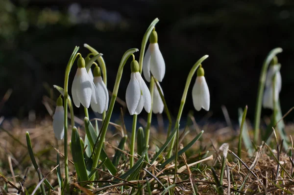 Flores Brancas Primavera Snowdrop Close Gramado Ensolarado Contra Fundo Bokeh — Fotografia de Stock