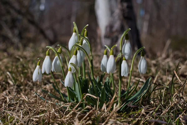 Close Arbusto Neve Primavera Com Flores Brancas Neve Grama Dia — Fotografia de Stock