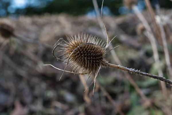 Close Dry Prickly Fruit Teasel Wildflower Natural Environment Sunny Spring — Stock Photo, Image