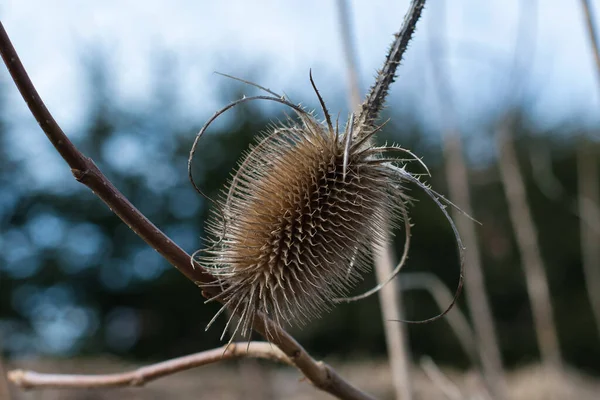 Dried Prickly Fruit Teasel Wildflower Close Natural Environment Sunlight Spring — Stock Photo, Image
