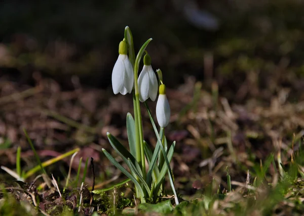 Close Uma Queda Neve Primavera Com Pétalas Brancas Delicadas Folhas — Fotografia de Stock