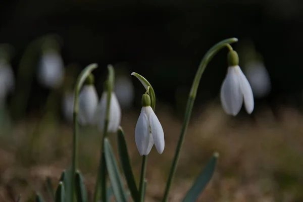 Flor Branca Com Pétalas Delicadas Close Dia Primavera Ensolarado Com — Fotografia de Stock