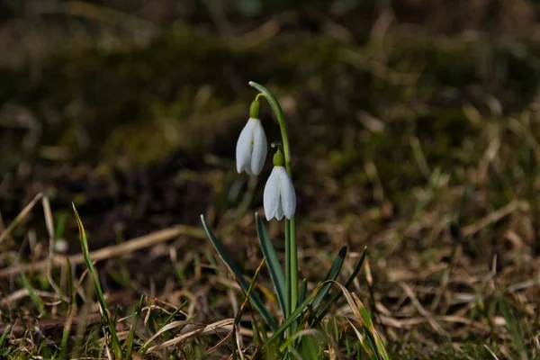 Close Uma Gota Neve Branca Com Pétalas Delicadas Dia Primavera — Fotografia de Stock