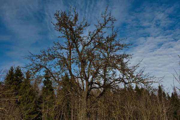 春の初春は薄雲の森と絵のような青空を背景に 葉のない多年草の大きな梨の木 — ストック写真