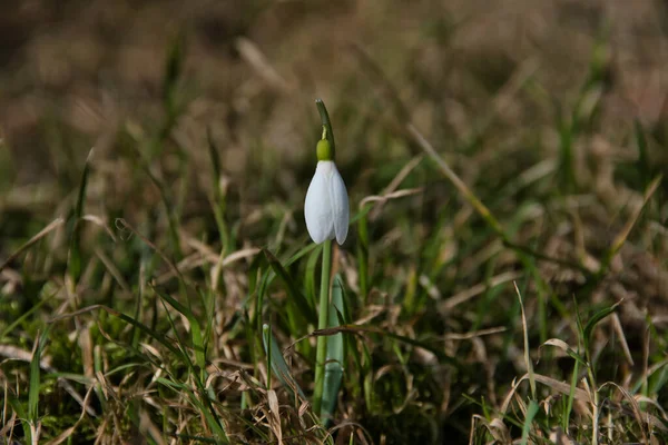 Close Uma Queda Neve Solitária Com Pétalas Brancas Prado Primavera — Fotografia de Stock