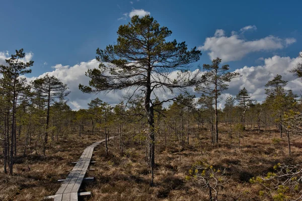 Krajina Horních Močálů Selisoo Estonsko Pokrytá Žlutou Trávou Bažinatým Keřem — Stock fotografie