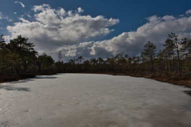 Çam ağaçlarıyla çevrili, Selisoo, Estonya 'da, donmuş bir bataklığın manzarası, mavi bir gökyüzünün altında, bir bahar gününün güneşinde, pitoresk bulutların altında..