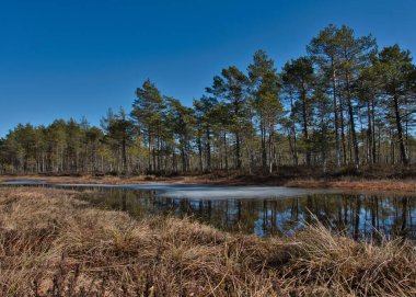 Orman bataklığı gölü. Çam ormanının kıyısındaki buz kalıntılarıyla. Güneşli bir bahar gününde mavi gökyüzünün altında kuru bir bataklıkta..