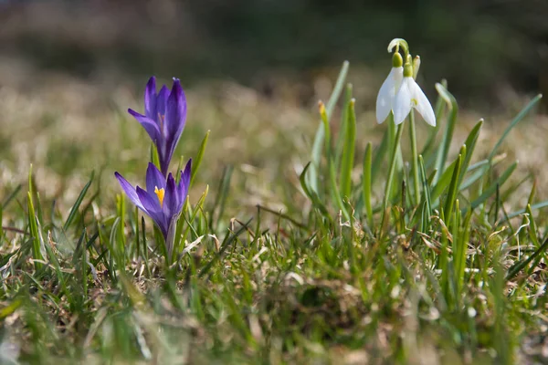 Close Crocus Primavera Com Delicadas Pétalas Roxas Azuis Pistilo Amarelo — Fotografia de Stock