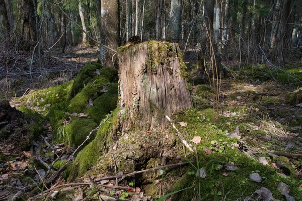 이끼와 초목으로 뒤덮여 갈라진 그루터기 의나무 그루터기 — 스톡 사진
