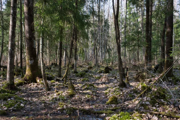 Stínu Lesa Slunečného Dne Zvláštní Krásy Jarního Lesa Není Sníh — Stock fotografie