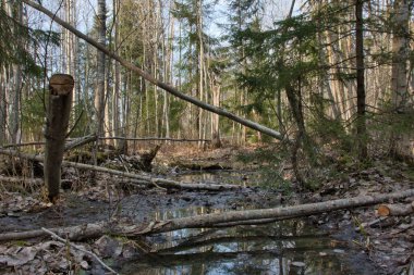 Güneşli bir günde, ilkbaharda karışık bir ormanın manzarası, hala eriyen suların, devrilen ağaçların ve sürüklenen dalların olduğu gölgelerin olduğu..