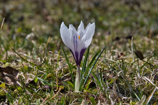 庭の芝生の自然環境で晴れた春の日に繊細な白と青の紫色の花弁を持つクロッカスの花のクローズアップ — ストック写真