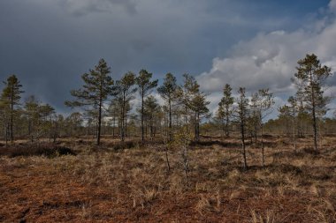 Kırmızımsı yosunlar ve bahar güneşinin altında kurumuş çimlerle kaplı üst kuru bataklıklar manzarası..