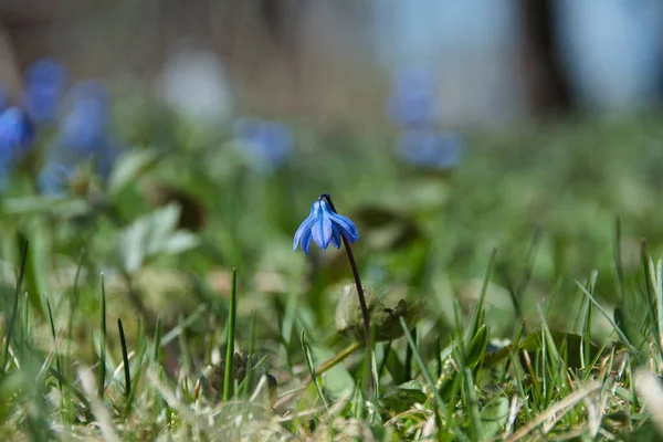 Zbliżenie Pojedynczej Scilla Siberica Lub Niebieska Kropla Śniegu Zielonym Wiosennym — Zdjęcie stockowe