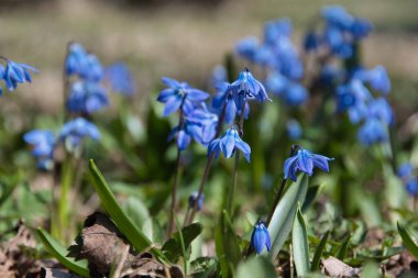 Scilla Siberica 'nın çiçekli çalısı güneşli bir bahar gününde aynı mavi kar damlalarının arka planına karşı..