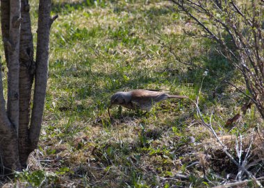 Fieldfare, nam-ı diğer Turdus Pilaris, bir yer solucanı yakaladı ve güneşli bir günde yeşil bir bahçede onu yoğun bir şekilde yedi..